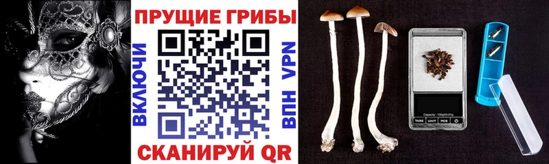 сколько стоит  ОМГ ОМГ ONION  Псилоцибиновые грибы Cubensis  Омск 
